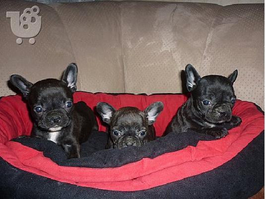 Γαλλικο μπουλντογκ – 400 euro